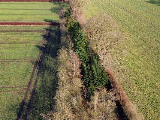 17. Blick über das gewaldete Grundstück.jpg