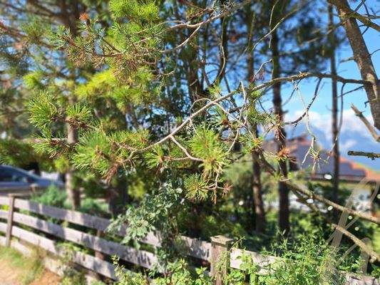 Petra Huber Immobilien TIROL