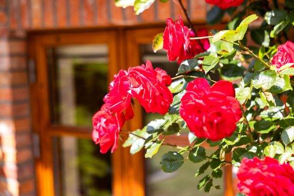 Rote Rosen am Fenster