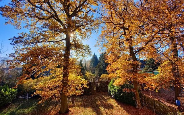 Garten mit altem Baumbestand