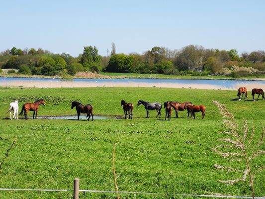 Blick auf die Pferdekoppel und den See