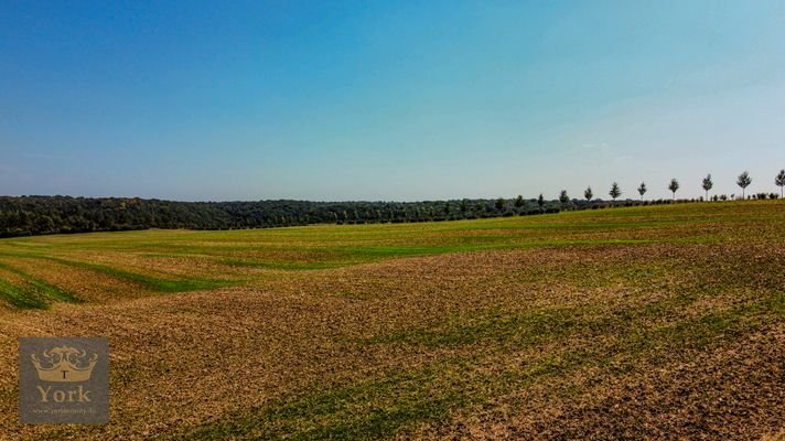 Zukünftiger Ausblick