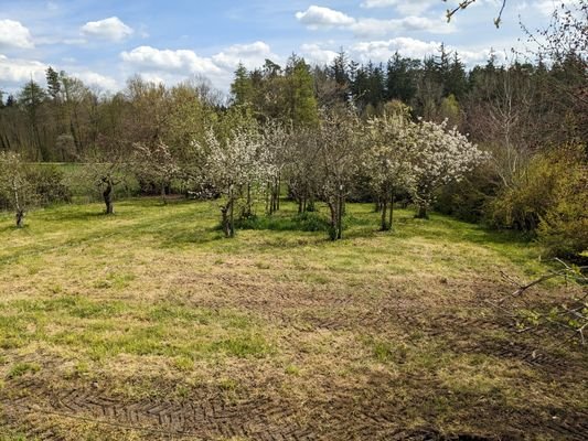 Obstgarten.jpg