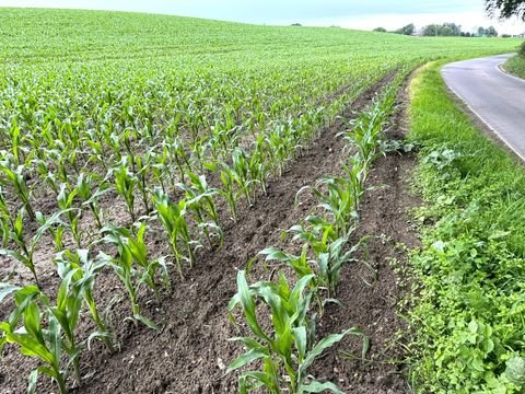 Uedem Bauernhöfe, Landwirtschaft, Uedem Forstwirtschaft