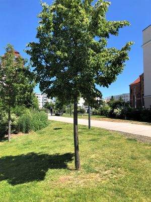 Attraktive Freiflächen