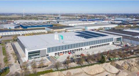 Münster Halle, Münster Hallenfläche