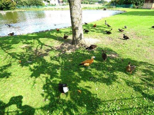 Leben im harmonischen Entendorf