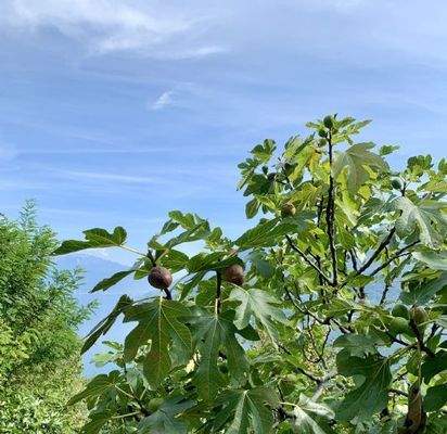 Ein Feigenbaum im Garten