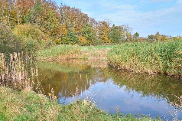 Teich auf dem Grundstück