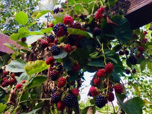 Auch zu naschen gibt es reichlich (2025)