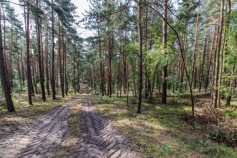 Hitzacker Bauernhöfe, Landwirtschaft, Hitzacker Forstwirtschaft