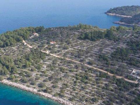 Vela Luka Bauernhöfe, Landwirtschaft, Vela Luka Forstwirtschaft