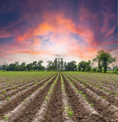 Bösel Bauernhöfe, Landwirtschaft, Bösel Forstwirtschaft