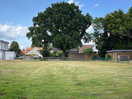 Blick Richtung Straße mit geschützter Eiche