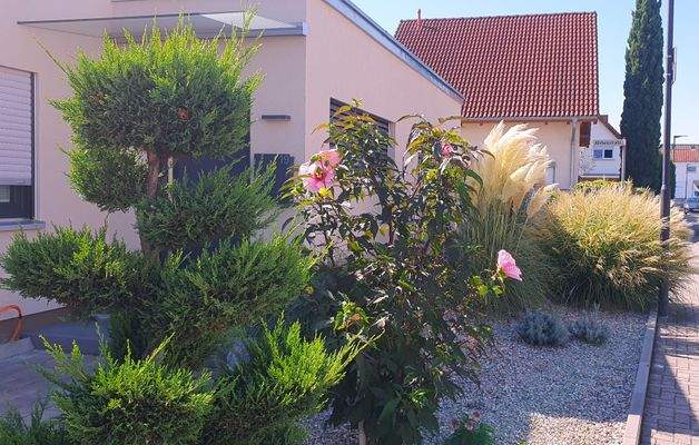 Sträucher im Vorgarten (Aug. 2025).jpg