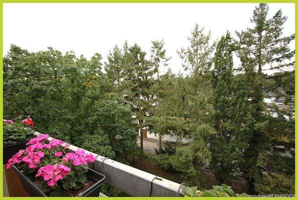 Blick auf hochgewachsenen Baumbestand