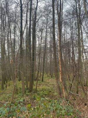 Jungaufwuchs mit Potential!.jpg