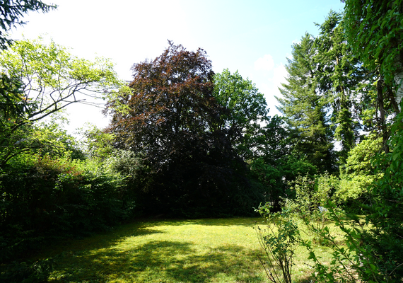 Wunderschöner alter Baumbestand.png