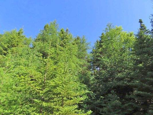 Cape Breton - Big Pond - East Bay Hills - Großzügi