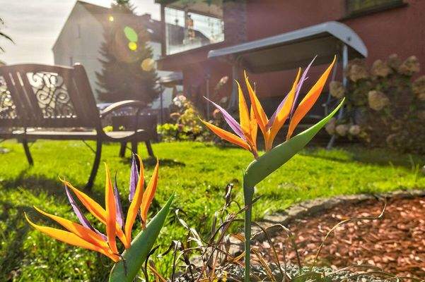 Sonniger Garten mit Bank und Hollywoodschaukel
