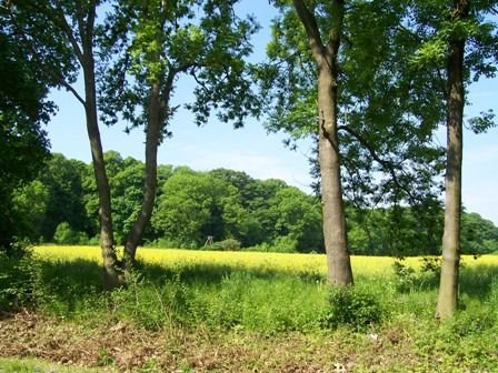 Ballenstedt Grundstücke, Ballenstedt Grundstück kaufen