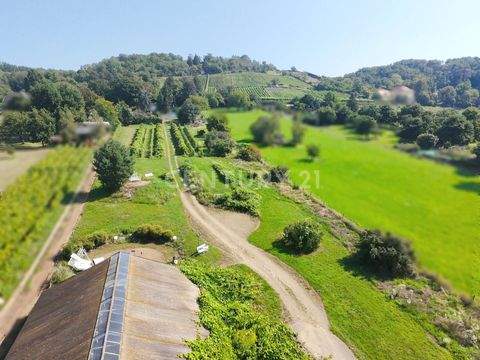 Radebeul Bauernhöfe, Landwirtschaft, Radebeul Forstwirtschaft