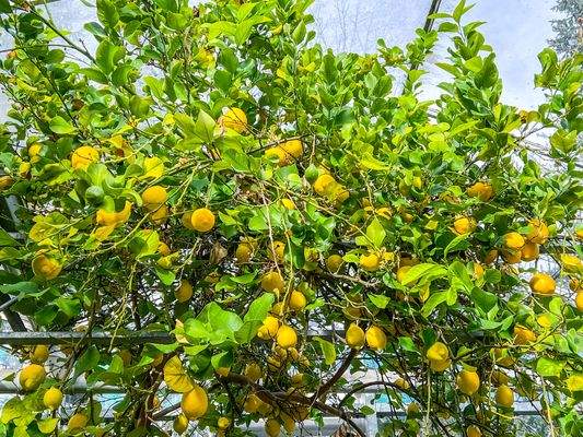 Zitronenbaum im Gewächshaus 