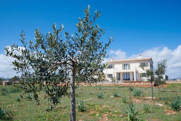 Charmante rustikale Finca zu verkaufen und zu vermieten in Porto Cristo, Mallorca