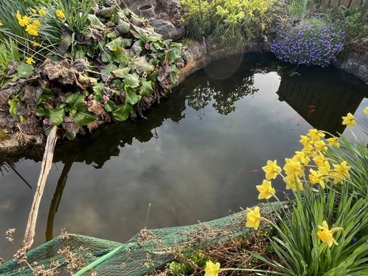 Teich.jpg