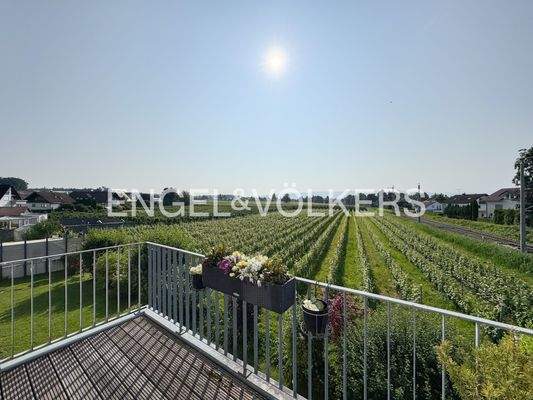 Blick auf die Weinreben