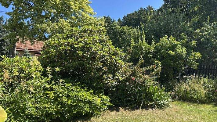 Blick in den Garten