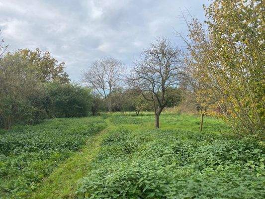 Wiese / Garten im Spätsommer