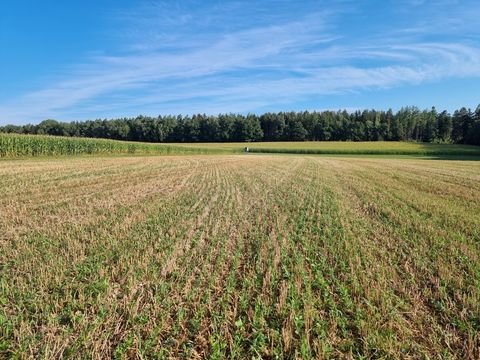 Dietersburg Bauernhöfe, Landwirtschaft, Dietersburg Forstwirtschaft