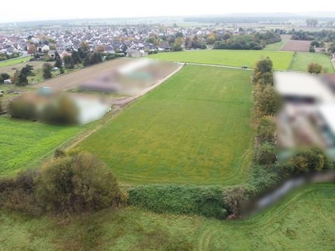 Babenhausen Bauernhöfe, Landwirtschaft, Babenhausen Forstwirtschaft