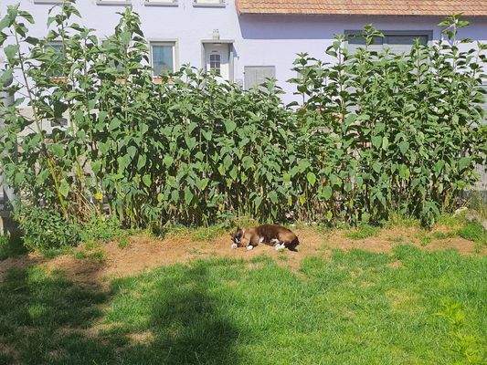 Hier fühlt sich auch Kätzchen wohl