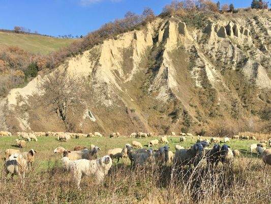 Traditionelle Wanderweidewirtschaft am Nachbarfeld