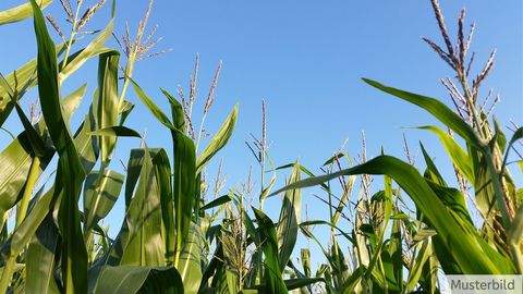 Lengerich Bauernhöfe, Landwirtschaft, Lengerich Forstwirtschaft