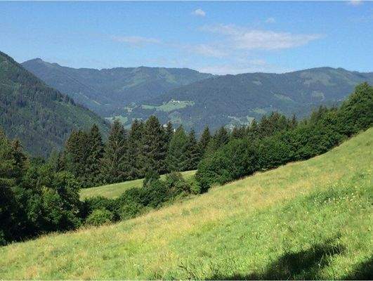 Ansicht Wiese / Weide