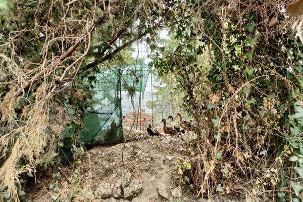 Kreta, Pemonia: Ruhiges und weitläufiges Anwesen zu verkaufen