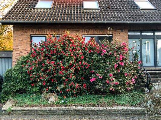 Blumen blühen im Frühling