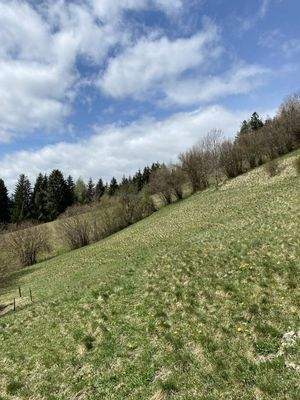 Ansicht Wiese / Weide im Frühjahr 22. März