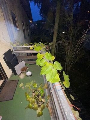 25 OG Balkon 2