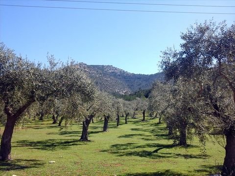 Thassos Bauernhöfe, Landwirtschaft, Thassos Forstwirtschaft