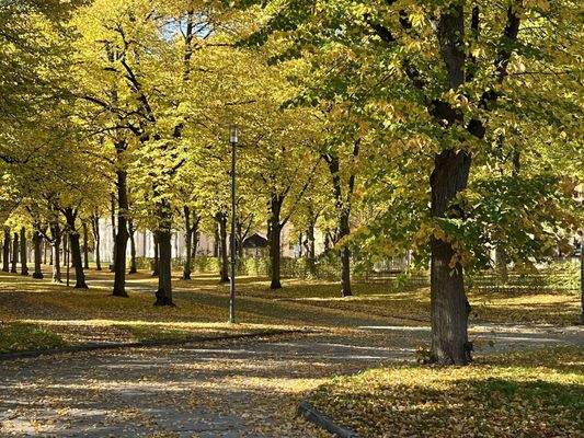 Grüne Alleen direkt nebenan