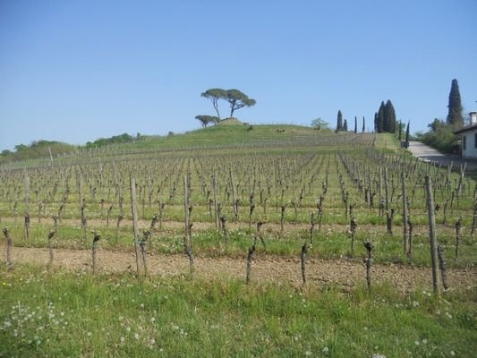 Wine Garden next to the Property