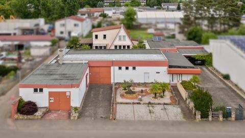 Haßloch Halle, Haßloch Hallenfläche