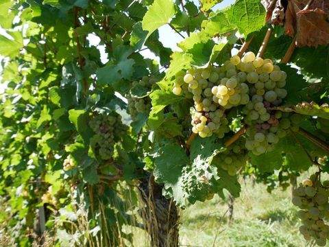 Korb Renditeobjekte, Mehrfamilienhäuser, Geschäftshäuser, Kapitalanlage