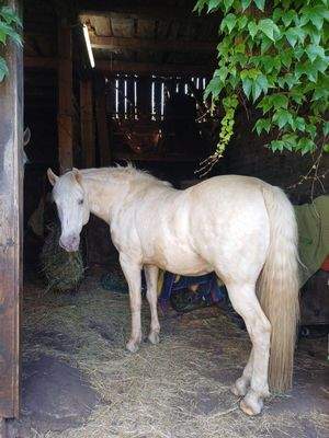 signal-2025-07-29-16-31-52-467