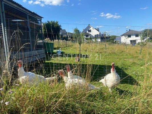 Tierisch nette Nachbarn