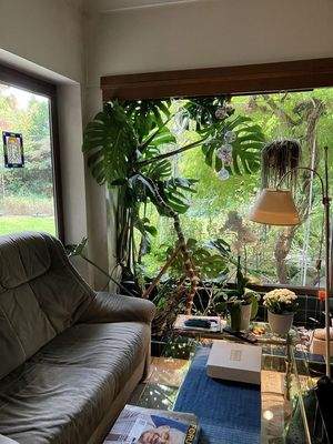 Wintergarten im Lesezimer